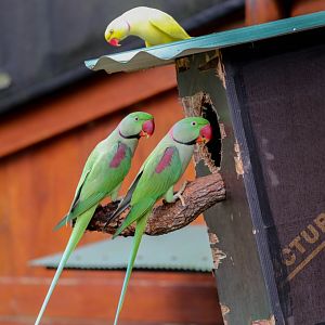 Alexandrine Parrots and Yellow Ringneck Parrot