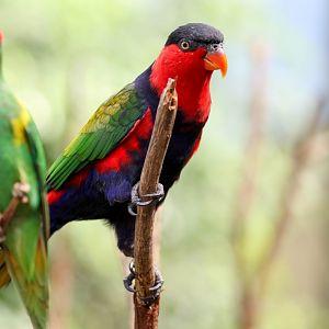 Black-capped Lory