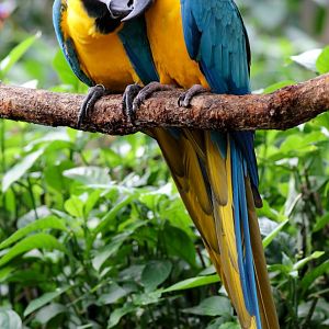 Blue-and-Gold Macaw