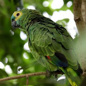 Blue-fronted Amazon