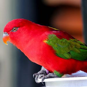 Chattering Lory