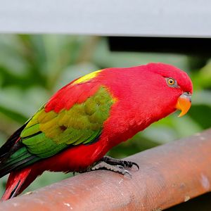 Chattering Lory