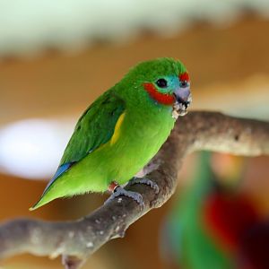 Macleay's Double-eyed Fig Parrot (male)