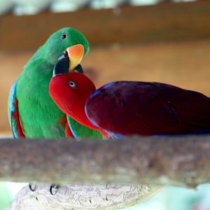 Eclectus Parrots