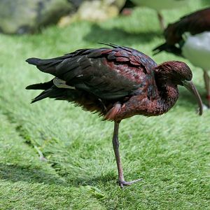 Glossy Ibis