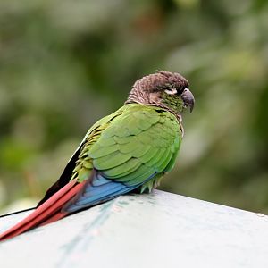 Greencheek Conure