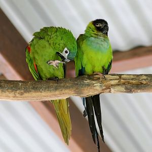 Hahn's Macaw and Nanday Conure