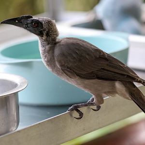 Helmeted Friarbird