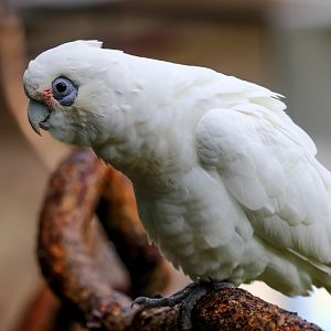 Little Corella