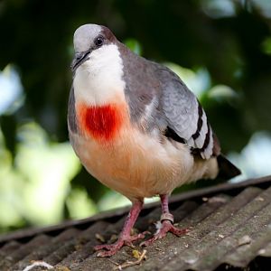 Luzon Bleeding Heart Pigeon