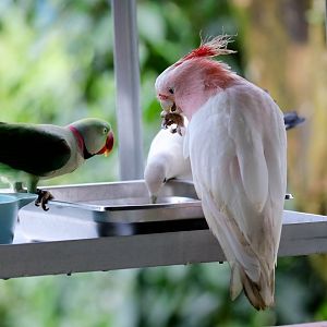 Major Mitchell Cockatoo