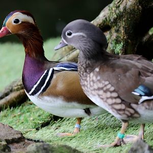 Mandarin Duck
