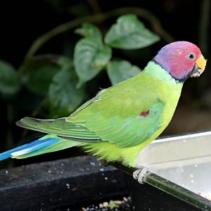 Plumhead Parrot