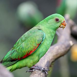 Redwing Parrot female