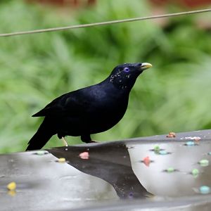 Satin Bowerbird