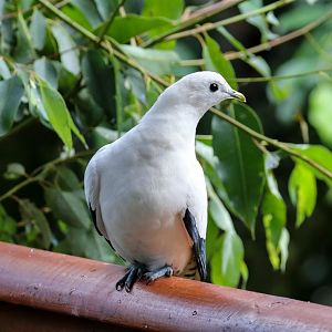 Torresioan Imperial Pigeon
