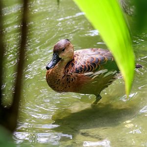 Wandering Whistleduck