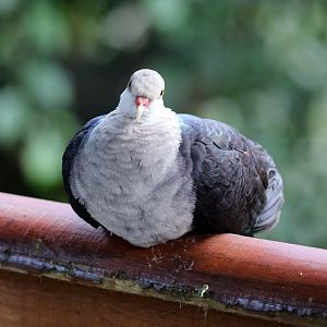 White-headed Pigeon