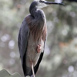 White-faced Heron