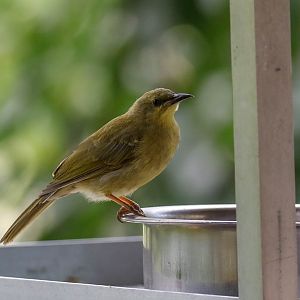 Yellow Honeyeater