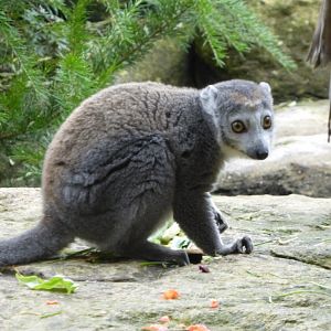 Male crowned lemur