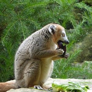Female crowned lemur