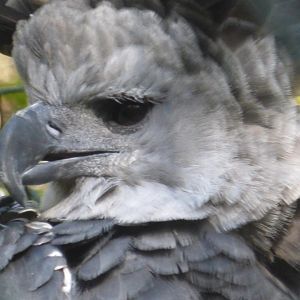 Harpy eagle