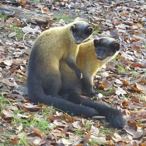 Yellow throated marten
