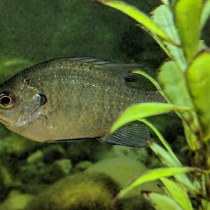 Bluegill (Lepomis macrochirus)