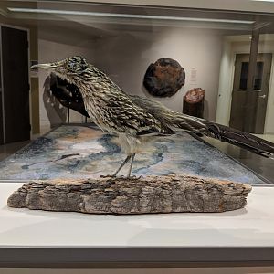 Greater roadrunner (Geococcyx californianus)