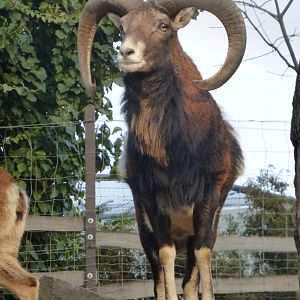 Mouflon ram