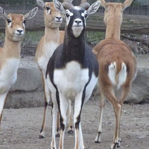 Blackbuck
