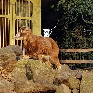 Mouflon ewe