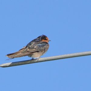Welcome swallow