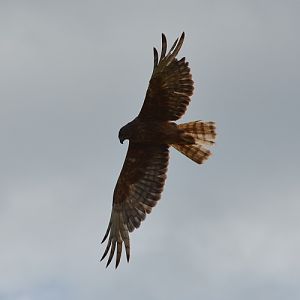 Swamp harrier