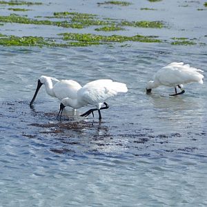 Royal spoonbills