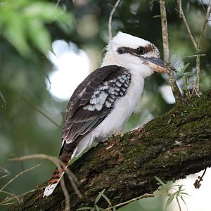 Kookaburra