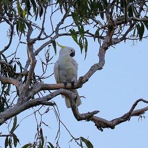 Sulphur-crested Cockatoo