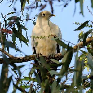Torresian Imperial Pigeon