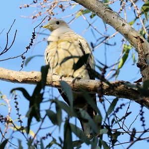 Torresian Imperial Pigeon