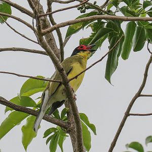Austrasian Figbird