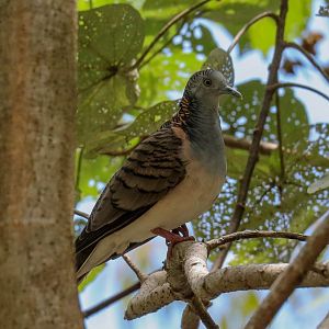 Bar-shouldered Dove