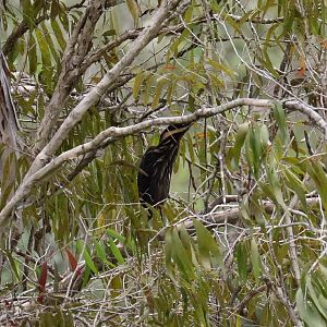 Black Bittern
