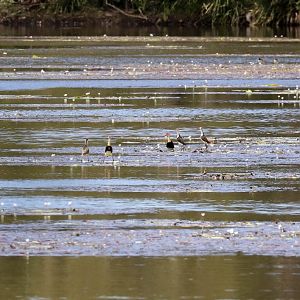 Comb-crested Jacanas