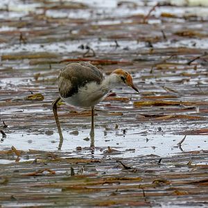 Comb-crested Jacana immature