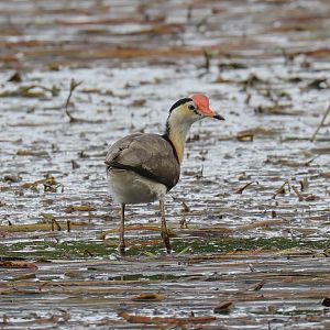 Comb-crested Jacana