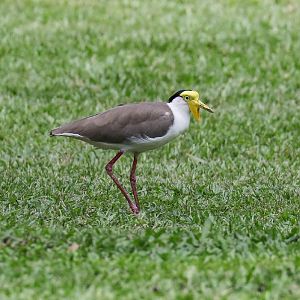 Masked Lapwing