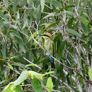 Rainbow Bee-eater