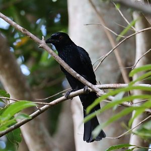 Spangled Drongo