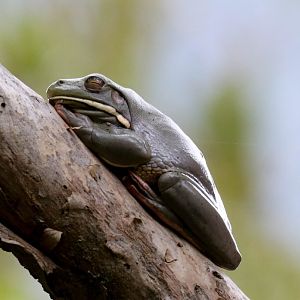 White-lipped Tree Frog